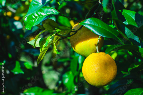 Photos Orange fruits on a tree in november in Portugal