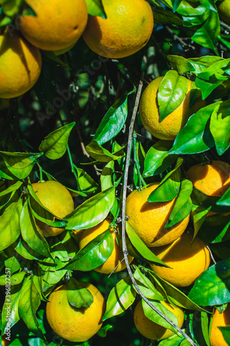 Orange fruits on a tree in november in Portugal
