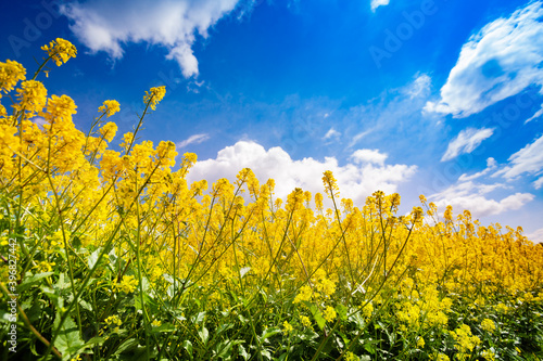 Closeup of yellow rapeseed canola flowers on field over blue sky and clouds