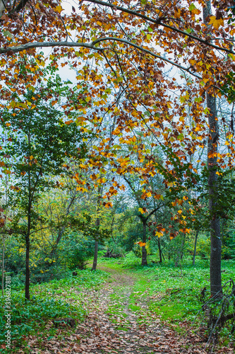 Autumn in an european broadleaf forest