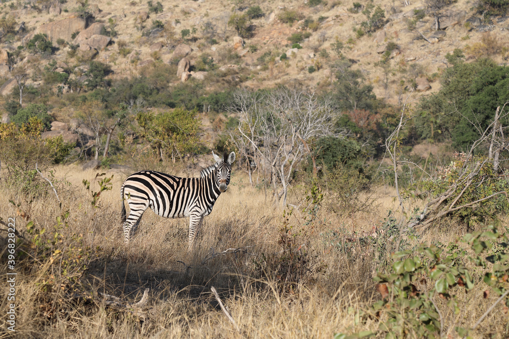 Obraz premium Steppenzebra / Burchell's zebra / Equus burchellii