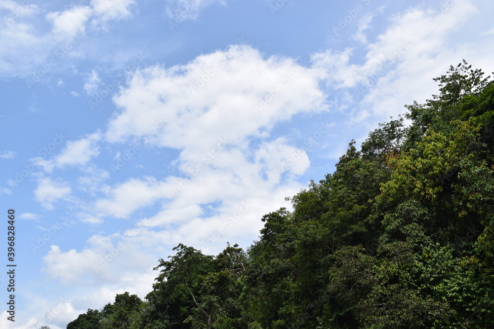 sky and trees