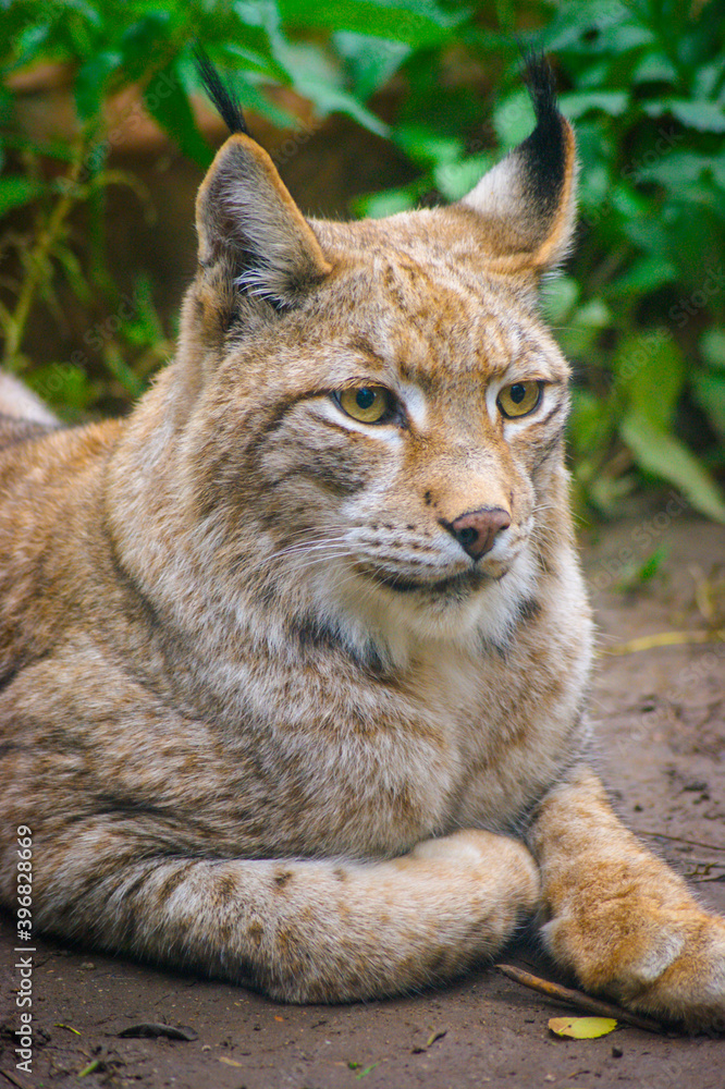 Close up of an European lynx.