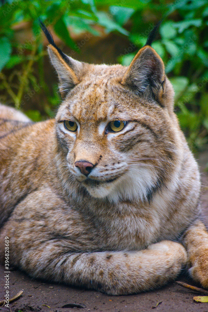 Close up of an European lynx. Close up of an European lynx.