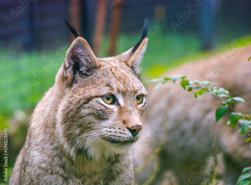 Close up of an European lynx.