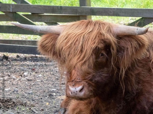 portrait of a beautiful highland cow