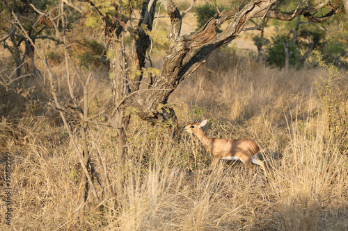 Afrikanischer Steinbock   Steenbok   Raphicerus campestris