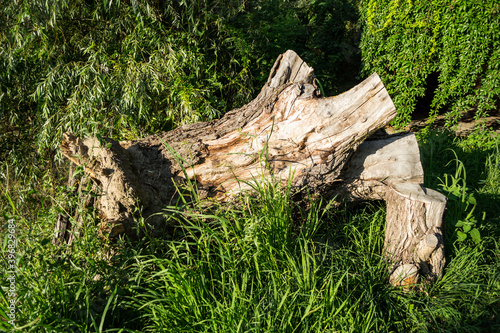 Stump tree in a garden with green grass and willows.