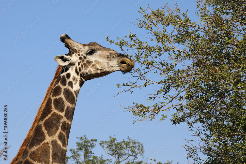 Obraz premium Giraffe / Giraffe / Giraffa Camelopardalis