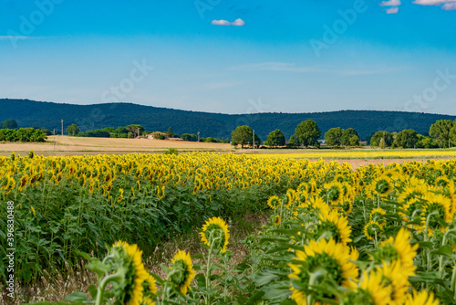 endless fields of Sunflower in summer in the lands of Tuscany