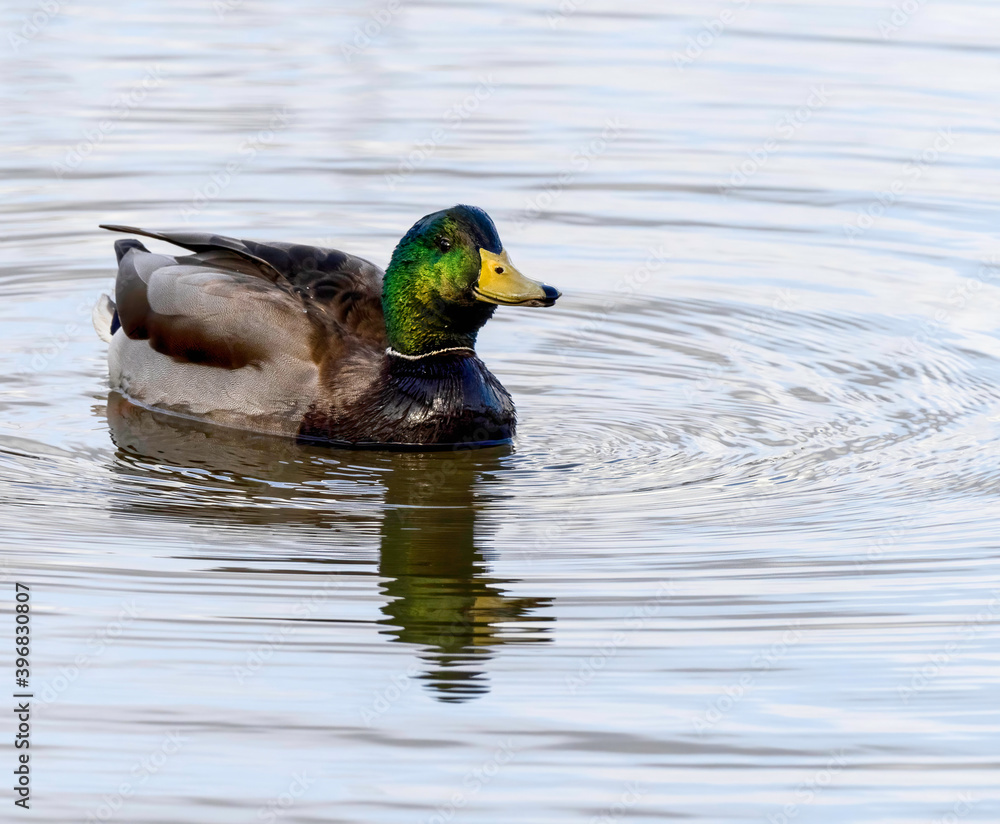 Fototapeta premium Ducks enjoying a sunny day