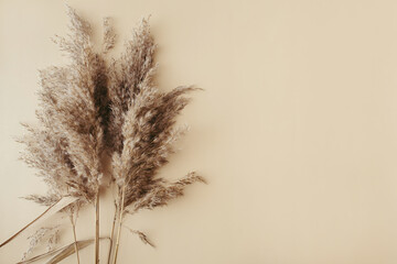 Dry pampas grass reeds agains on beige background. Beautiful pattern with neutral colors. Minimal, stylish, monochrome concept. Flat lay, top view, copy space. Set sail champagne trend color 2021