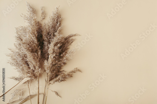 Εκτύπωση καμβά Dry pampas grass reeds agains on beige background