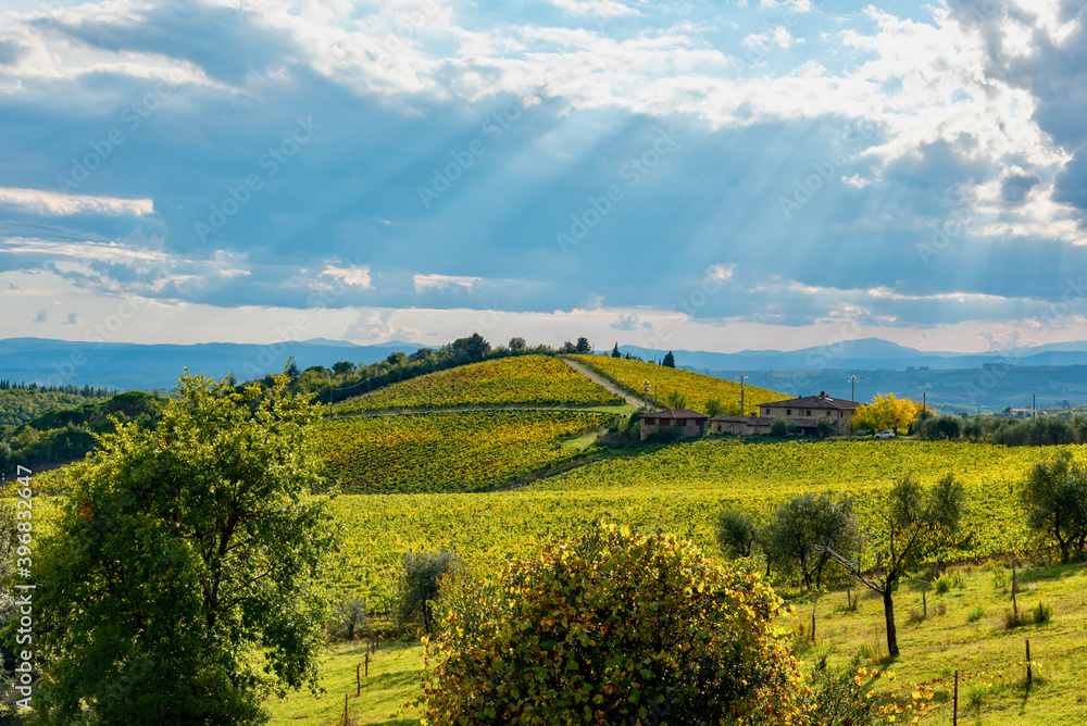 panorama of the autumnal vineyards of Castello di Brolio in Tuscany