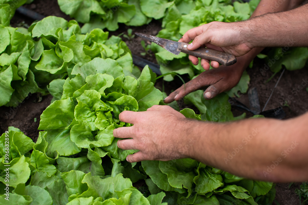 man hands harvesting lettuce from organic garden, ready to eat, cutting lettuce with knife, holding lettuce with his hands man hands harvesting lettuce from organic garden, ready to eat, cutting lettuce with knife, holding lettuce with his hands