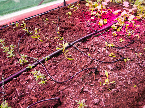 Growing seedlings using drip irrigation and phytolight photo