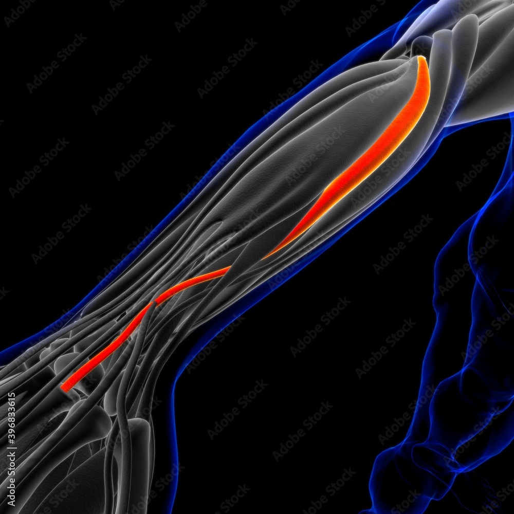 Extensor Carpi Radialis Brevis Muscle Anatomy For Medical Concept 3D ...