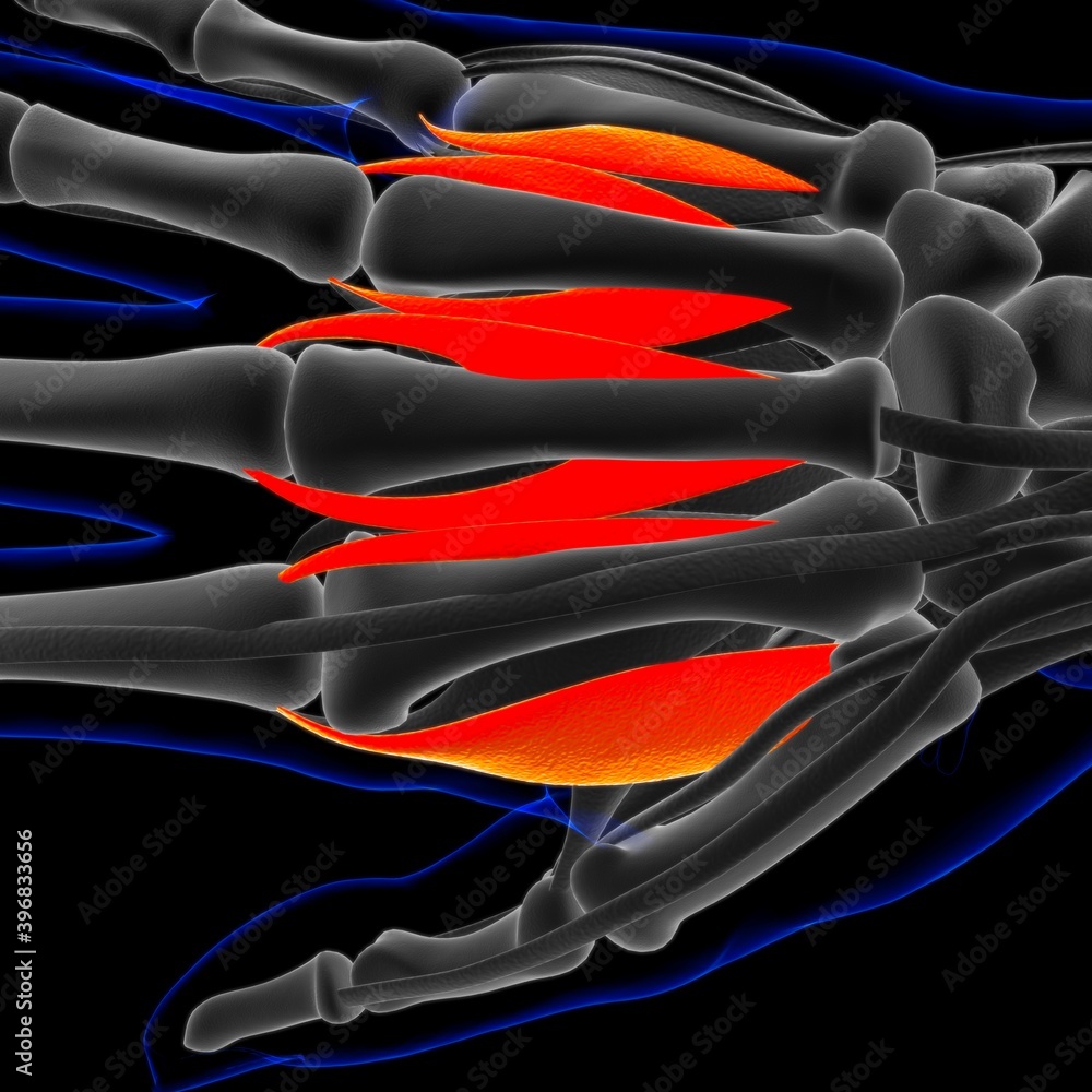 Interossei Power Dorsal Interossei