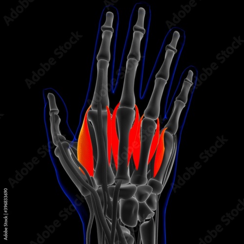 Dorsal Interossei Muscle Anatomy For Medical Concept 3D Illustration