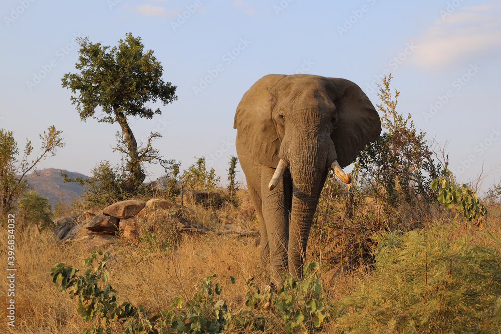 Fototapeta premium Afrikanischer Elefant / African elephant / Loxodonta africana