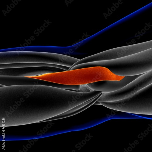 Pronator Teres Muscle Anatomy For Medical Concept 3D Illustration photo