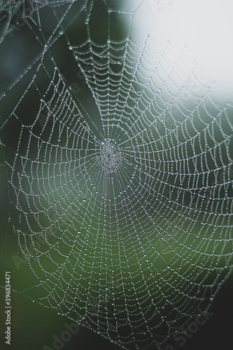 spider web with dew drops