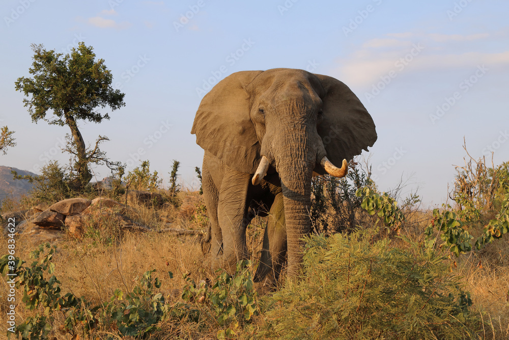 Fototapeta premium Afrikanischer Elefant / African elephant / Loxodonta africana