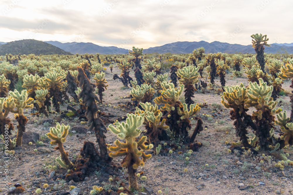 Cholla Cactus Garden at sunset, Joshua Tree National Park, California Cholla Cactus Garden at sunset, Joshua Tree National Park, California