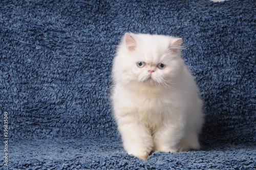 White Persian