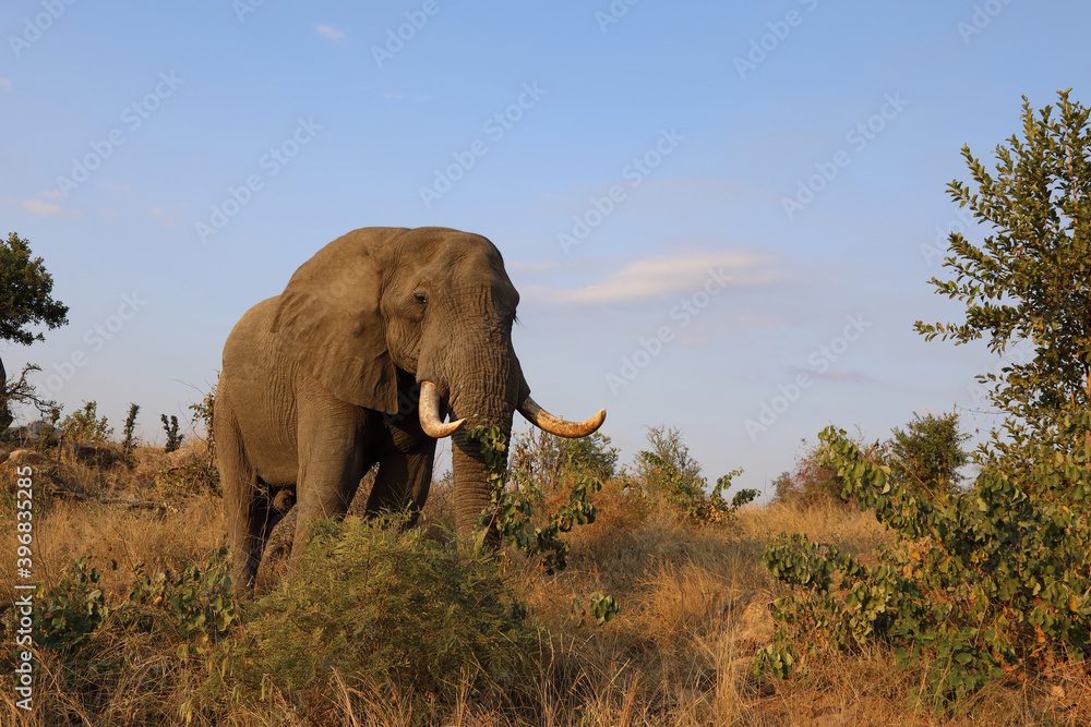 Fototapeta premium Afrikanischer Elefant / African elephant / Loxodonta africana