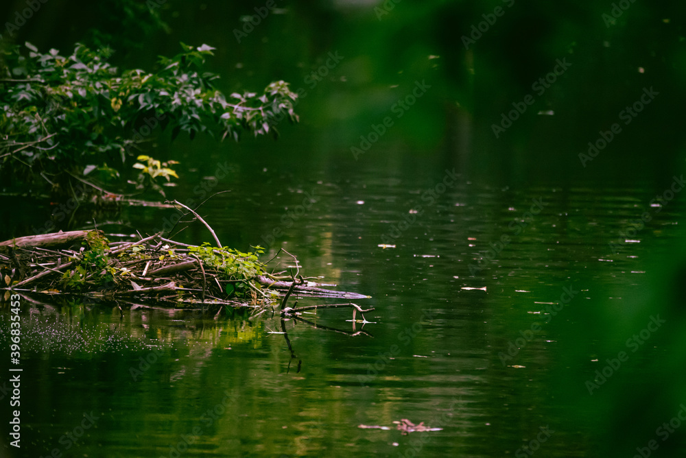 Étant naturel, fond d'écran rivière de couleur verte Étant naturel, fond d'écran rivière de couleur verte