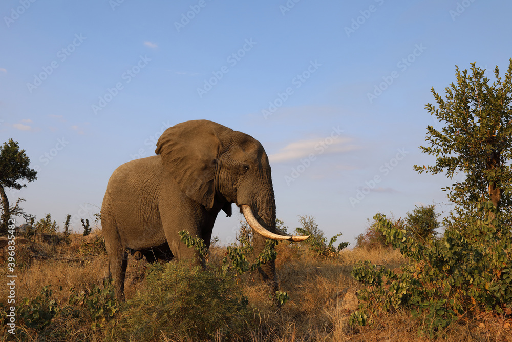 Fototapeta premium Afrikanischer Elefant / African elephant / Loxodonta africana