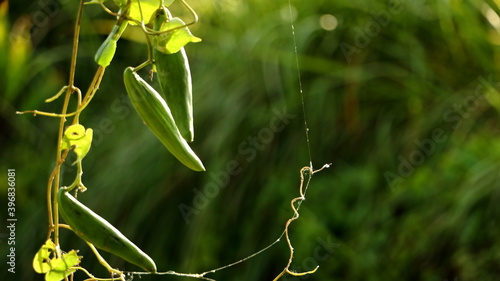 green seed pods of Cowslip creeper, Pakalana vine, Tonkin jasmine (Telosma Minor Craib) hanging with the vine in the organic garden  photo