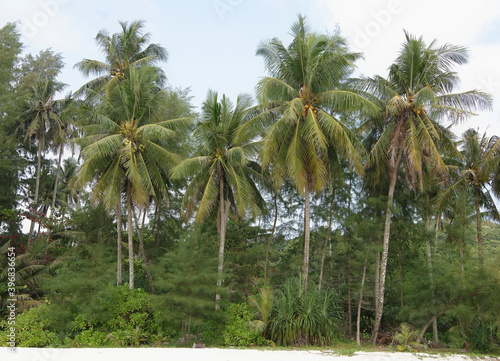 Coconut palms on the paradise coconut island