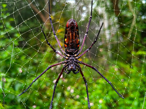 A large black arachnid.
