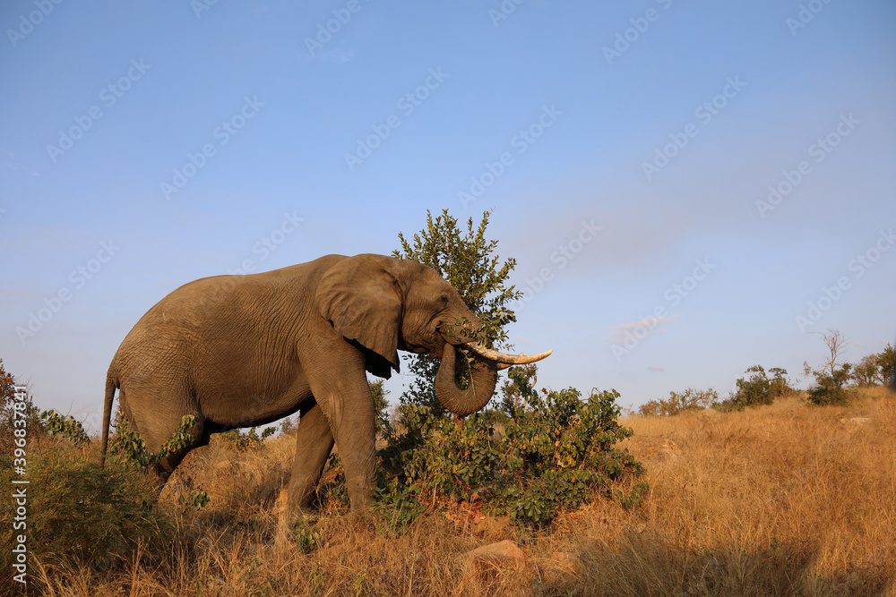 Fototapeta premium Afrikanischer Elefant / African elephant / Loxodonta africana