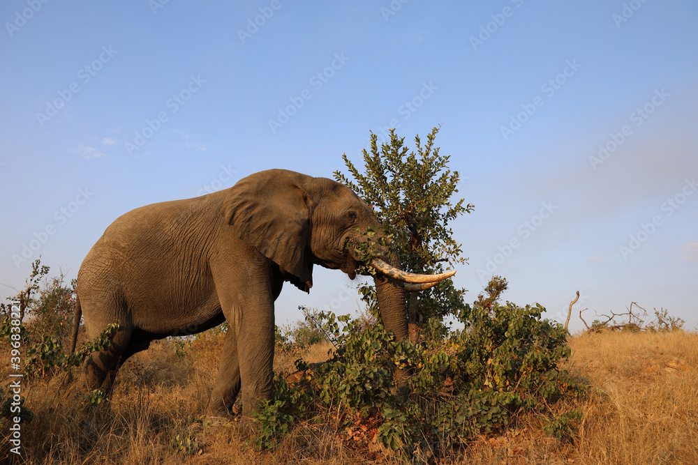 Fototapeta premium Afrikanischer Elefant / African elephant / Loxodonta africana