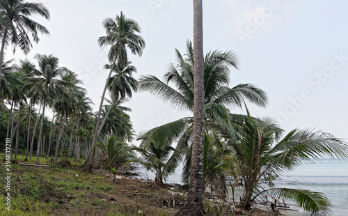  Coconut palms on the paradise coconut island