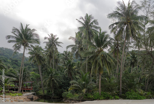  Coconut palms on the paradise coconut island