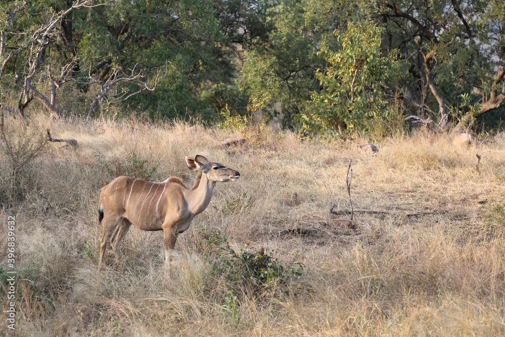 Großer Kudu / Greater Kudu / Tragelaphus strepsiceros. Großer Kudu / Greater Kudu / Tragelaphus strepsiceros.