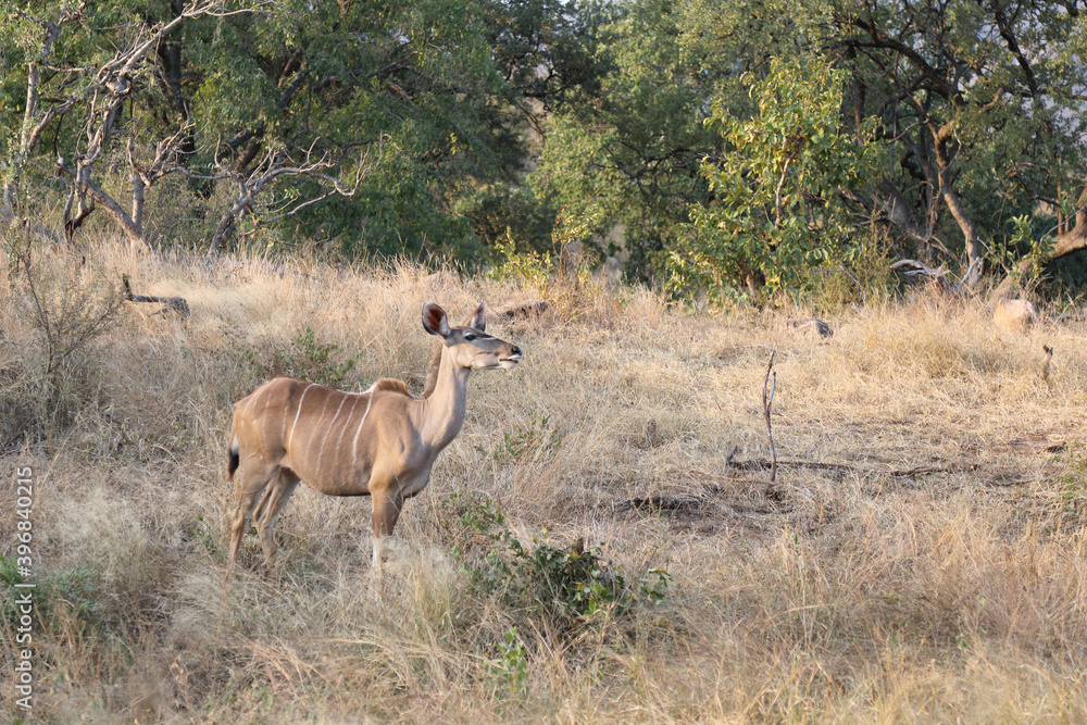 Großer Kudu / Greater Kudu / Tragelaphus strepsiceros. Großer Kudu / Greater Kudu / Tragelaphus strepsiceros.