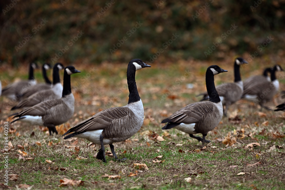 Canadian geese on a field Canadian geese on a field