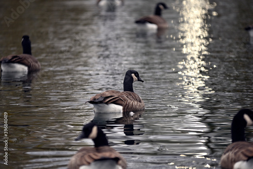 geese in a pond 