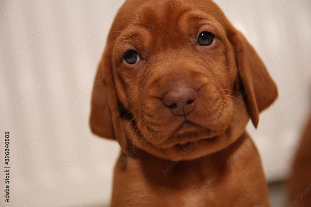 Close up of a puppy, Hungarian vizsla.