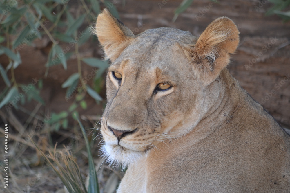 portrait of a lioness portrait of a lioness