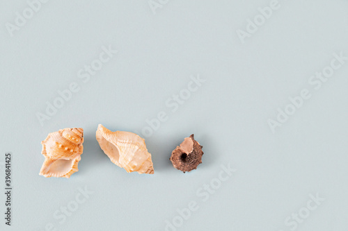 three shells on a gray-blue background