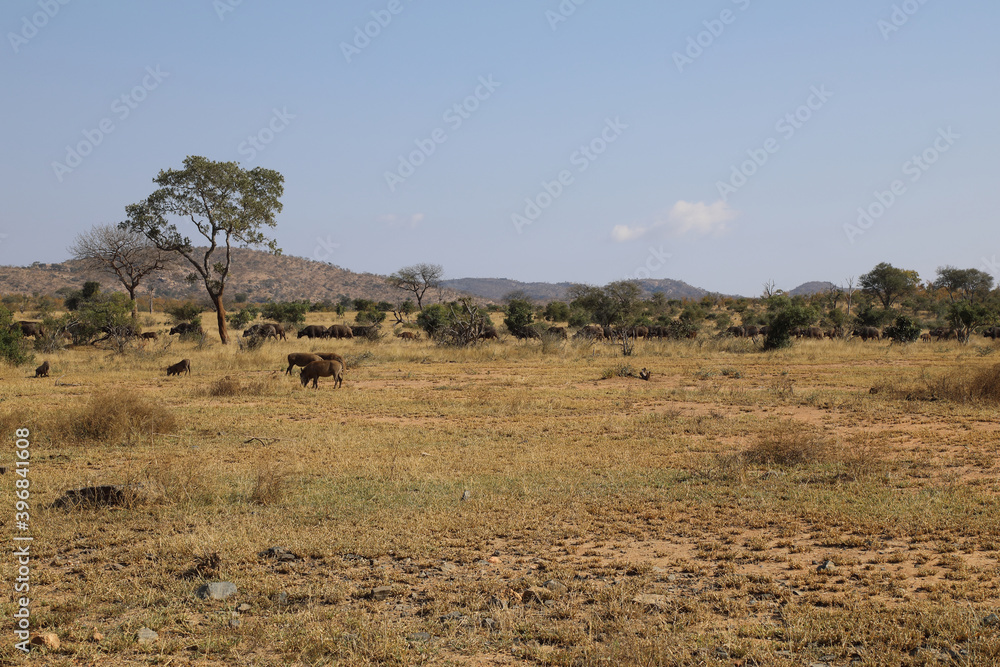 Warzenschwein und Kaffernbüffel / Warthog and Buffalo / Phacochoerus africanus et Syncerus caffer