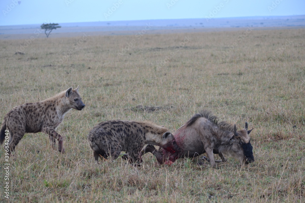hyena in serengeti national park serengeti country