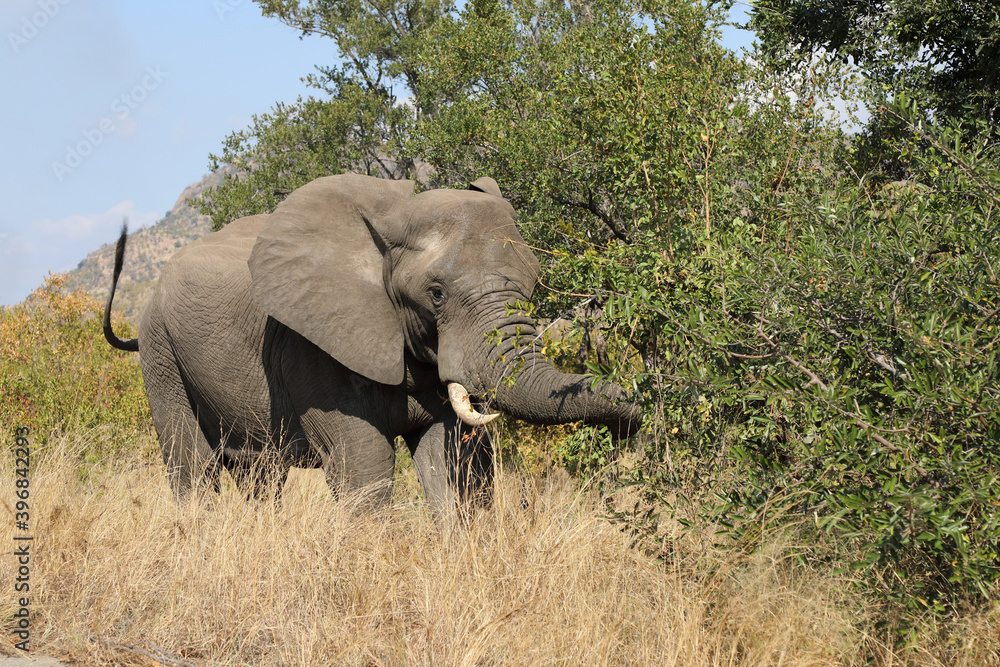Obraz premium Afrikanischer Elefant / African elephant / Loxodonta africana