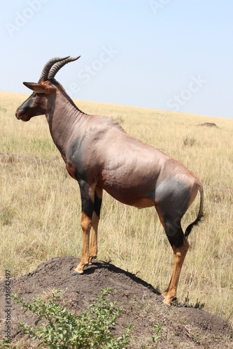 Topi on an anthill